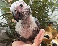 macaw-for-sale