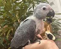 blue-macaw-for-sale