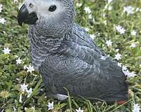 gold-macaw-for-sale