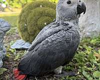 green-macaw-for-sale