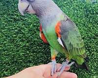grey-macaw-for-sale