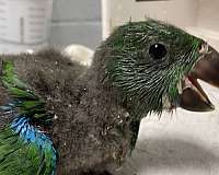 blue-eclectus-parrots-for-sale