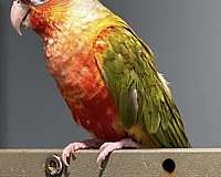 baby-green-cheek-conure-for-sale
