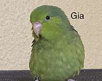 parrotlet-for-sale-in-katy-tx