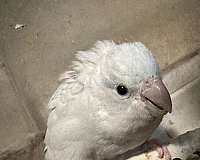 bird-parrot-eggs-in-concord-nc