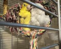 white-yellow-bird-for-sale-in-concord-nc