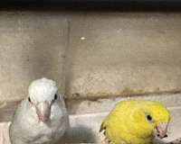 white-yellow-bird-eggs