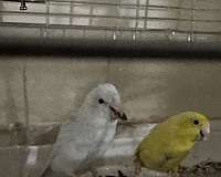 bird-eggs-in-concord-nc