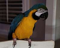 pet-talking-macaw-for-sale