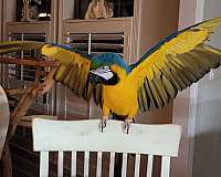 macaw-for-sale