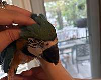 female-blue-gold-macaw-for-sale
