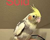companion-bird-for-sale-in-keller-tx