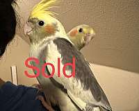 handfed-bird-for-sale-in-keller-tx