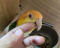 green-yellow-white-bellied-caique-for-sale