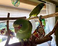 white-front-amazon-parrot-for-sale-in-nashua-nh