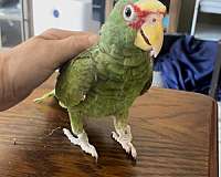 handfed-white-front-amazon-parrot-for-sale