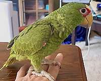 mature-white-front-amazon-parrot-for-sale