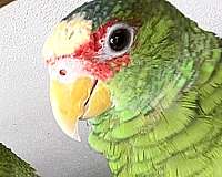 white-front-amazon-parrot-for-sale
