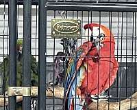 macaw-for-sale-in-sedro-woolley-wa