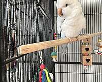 large-bird-for-sale-in-wilmington-ma