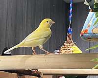 bird-parrot-for-sale-in-lindenhurst-il