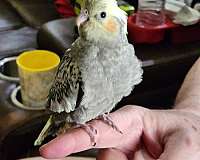 grey-pearl-bird-for-sale-in-fort-worth-tx
