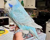 bird-parrot-for-sale-in-granbury-tx