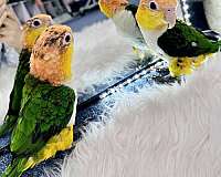 green-white-bellied-caique-for-sale