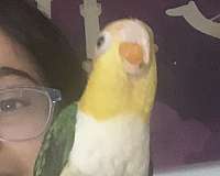 yellow-white-bellied-caique-for-sale