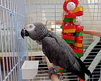 adult-congo-african-grey-parrot-for-sale