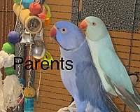 conure-for-sale-in-jacksonville-fl