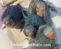 conure-for-sale