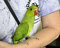 conure-for-sale