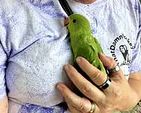 conure-for-sale-in-jacksonville-fl