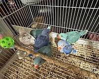 conure-for-sale-in-jacksonville-fl