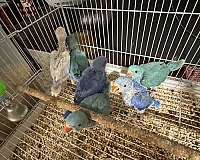 bird-for-sale-in-jacksonville-fl