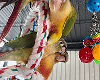 conure-for-sale