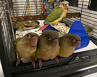 conure-for-sale-in-hollister-ca