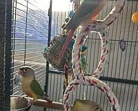 tame-bird-for-sale-in-hollister-ca