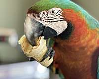 macaw-for-sale-in-whittier-ca