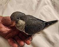 quaker-parrots-for-sale-in-horseshoe-beach-fl