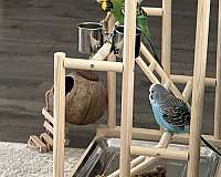 bonded-pair-bird-for-sale-in-mount-laurel-nj