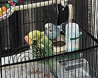 blue-green-bird-for-sale-in-mount-laurel-nj