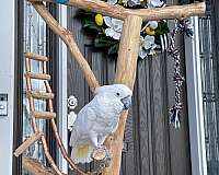 cockatoo-for-sale-in-new-york