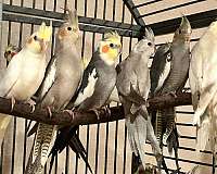 cockatiel-for-sale