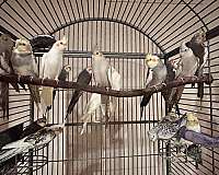 cockatiel-for-sale-in-harrisburg-pa