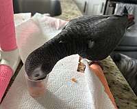 young-timneh-african-grey-parrot-for-sale