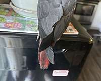 grey-bird-for-sale