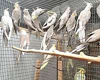 cockatiel-for-sale-in-amana-ia