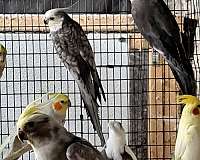 adult-bird-for-sale-in-amana-ia